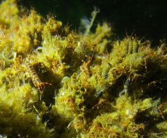 Ericthonius rubricornis by (c) Chris Teague, some rights reserved (CC BY), uploaded by Chris Teague. Used under a CC-BY license.