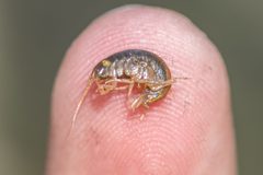 Crangonyctidae by (c) Dr. Andrew G. Cannizzaro, some rights reserved (CC BY), uploaded by Dr. Andrew G. Cannizzaro. Used under a CC-BY license.
