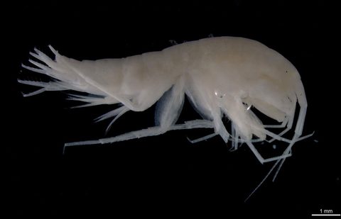 Crangonyctidae by (c) Dr. Andrew G. Cannizzaro, some rights reserved (CC BY), uploaded by Dr. Andrew G. Cannizzaro. Used under a CC-BY license.