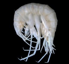 Stygobromus by (c) Dr. Andrew G. Cannizzaro, some rights reserved (CC BY), uploaded by Dr. Andrew G. Cannizzaro. Used under a CC-BY license.
