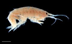 Gammaridae by (c) Dr. Andrew G. Cannizzaro, some rights reserved (CC BY), uploaded by Dr. Andrew G. Cannizzaro. Used under a CC-BY license.