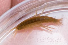 Gammaridae by (c) Ken-ichi Ueda, some rights reserved (CC BY), uploaded by Ken-ichi Ueda. Used under a CC-BY license.