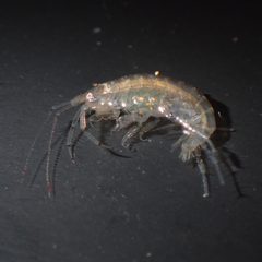 Gammaridae by (c) Julien Renoult, some rights reserved (CC BY), uploaded by Julien Renoult. Used under a CC-BY license.