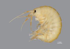 Gammaridae by (c) Dr. Andrew G. Cannizzaro, some rights reserved (CC BY), uploaded by Dr. Andrew G. Cannizzaro. Used under a CC-BY license.