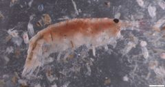 Calliopius laeviusculus by (c) Leïla Brunner, some rights reserved (CC BY), uploaded by Leïla Brunner. Used under a CC-BY license.