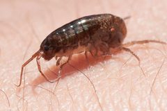 Arcitalitrus sylvaticus by (c) Ken-ichi Ueda, some rights reserved (CC BY), uploaded by Ken-ichi Ueda. Used under a CC-BY license.