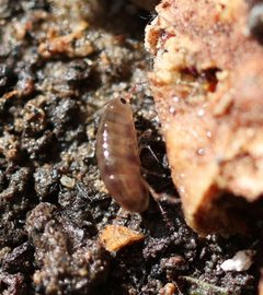 Arcitalitrus sylvaticus by (c) nmoorhatch, some rights reserved (CC BY), uploaded by nmoorhatch. Used under a CC-BY license.