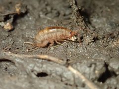 Arcitalitrus sylvaticus by (c) Cricket Raspet, some rights reserved (CC BY), uploaded by Cricket Raspet. Used under a CC-BY license.