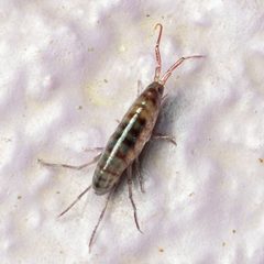 Talitroides by (c) Justin Williams, some rights reserved (CC BY), uploaded by Justin Williams. Used under a CC-BY license.