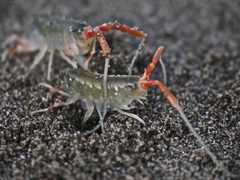 Megalorchestia californiana by (c) Ingrid Taylar, some rights reserved (CC BY). Used under a CC-BY license.