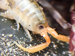 Megalorchestia corniculata by (c) Darin J McGuire, some rights reserved (CC BY), uploaded by Darin J McGuire. Used under a CC-BY license.