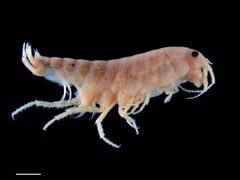 Uhlorchestia uhleri by (c) Dr. Andrew G. Cannizzaro, some rights reserved (CC BY), uploaded by Dr. Andrew G. Cannizzaro. Used under a CC-BY license.