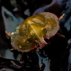 Cryptolithodes by (c) Ken-ichi Ueda, some rights reserved (CC BY), uploaded by Ken-ichi Ueda. Used under a CC-BY license.