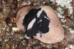 Cryptolithodes by (c) Erin McKittrick, some rights reserved (CC BY), uploaded by Erin McKittrick. Used under a CC-BY license.