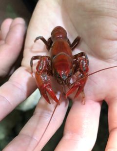 Cambarus dubius by (c) Nick Tobler (Cowturtle), some rights reserved (CC BY), uploaded by Nick Tobler (Cowturtle). Used under a CC-BY license.