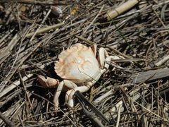 Carcinus by (c) Subir B. Shakya, some rights reserved (CC BY), uploaded by Subir B. Shakya. Used under a CC-BY license.