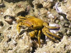 Grapsus by no rights reserved, uploaded by Andrew Deacon. Used under a CC0 license.