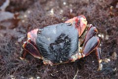 Pachygrapsus crassipes by (c) Jerry Kirkhart, some rights reserved (CC BY). Used under a CC-BY license.