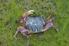 Pachygrapsus crassipes by (c) Jerry Kirkhart, some rights reserved (CC BY). Used under a CC-BY license.