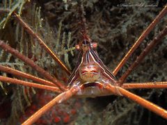 Stenorhynchus seticornis by (c) Pauline Walsh Jacobson, some rights reserved (CC BY), uploaded by Pauline Walsh Jacobson. Used under a CC-BY license.