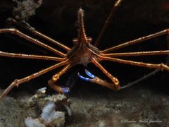 Stenorhynchus seticornis by (c) Pauline Walsh Jacobson, some rights reserved (CC BY), uploaded by Pauline Walsh Jacobson. Used under a CC-BY license.