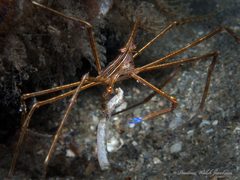 Stenorhynchus seticornis by (c) Pauline Walsh Jacobson, some rights reserved (CC BY), uploaded by Pauline Walsh Jacobson. Used under a CC-BY license.
