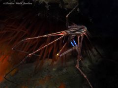 Stenorhynchus seticornis by (c) Pauline Walsh Jacobson, some rights reserved (CC BY), uploaded by Pauline Walsh Jacobson. Used under a CC-BY license.