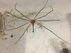 Stenorhynchus seticornis by (c) eamonccorbett, some rights reserved (CC BY), uploaded by eamonccorbett. Used under a CC-BY license.