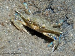 Callinectes ornatus by (c) Pauline Walsh Jacobson, some rights reserved (CC BY), uploaded by Pauline Walsh Jacobson. Used under a CC-BY license.