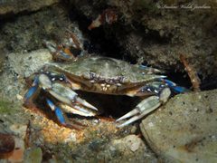 Callinectes ornatus by (c) Pauline Walsh Jacobson, some rights reserved (CC BY), uploaded by Pauline Walsh Jacobson. Used under a CC-BY license.