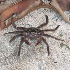 Sesarmidae by (c) Donna Fernstrom, some rights reserved (CC BY), uploaded by Donna Fernstrom. Used under a CC-BY license.