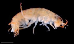 Talitroides alluaudi by (c) Dr. Andrew G. Cannizzaro, some rights reserved (CC BY), uploaded by Dr. Andrew G. Cannizzaro. Used under a CC-BY license.