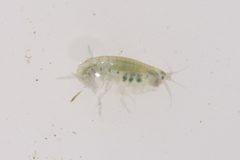 Hyalella azteca by (c) Rich Sommer, some rights reserved (CC BY), uploaded by Rich Sommer. Used under a CC-BY license.