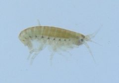 Hyalella azteca by (c) Rich Sommer, some rights reserved (CC BY), uploaded by Rich Sommer. Used under a CC-BY license.