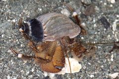 Pagurus hirsutiusculus by (c) Erin McKittrick, some rights reserved (CC BY), uploaded by Erin McKittrick. Used under a CC-BY license.