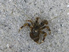 Pagurus hirsutiusculus by (c) Marilynne Box, some rights reserved (CC BY), uploaded by Marilynne Box. Used under a CC-BY license.