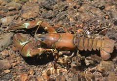 Astacidae by (c) Cricket Raspet, some rights reserved (CC BY), uploaded by Cricket Raspet. Used under a CC-BY license.