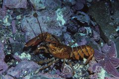 Homarus americanus by (c) Derek Keats, some rights reserved (CC BY). Used under a CC-BY license.