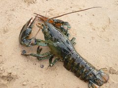 Homarus americanus by (c) alicia penney, some rights reserved (CC BY), uploaded by alicia penney. Used under a CC-BY license.