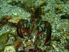 Homarus americanus by (c) Lara Gibson, some rights reserved (CC BY), uploaded by Lara Gibson. Used under a CC-BY license.