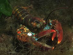 Homarus americanus by (c) Roger Rittmaster, some rights reserved (CC BY), uploaded by Roger Rittmaster. Used under a CC-BY license.