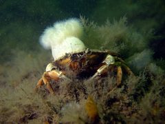 Carcinus maenas by (c) Klaus Kevin Kristensen, some rights reserved (CC BY), uploaded by Klaus Kevin Kristensen. Used under a CC-BY license.