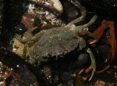 Carcinus maenas by (c) Sandy Rae, some rights reserved (CC BY). Used under a CC-BY license.