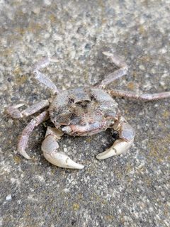 Hemigrapsus oregonensis by no rights reserved, uploaded by Joshua. Used under a CC0 license.