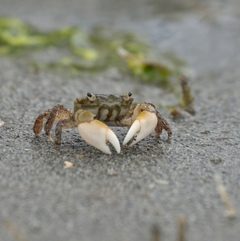 Hemigrapsus oregonensis by (c) Micah Carrick, some rights reserved (CC BY), uploaded by Micah Carrick. Used under a CC-BY license.