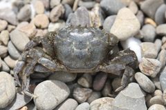 Hemigrapsus oregonensis by no rights reserved. Used under a CC0 license.
