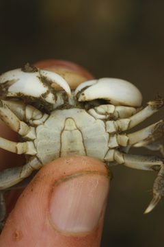 Hemigrapsus oregonensis by no rights reserved. Used under a CC0 license.