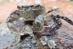 Hemigrapsus sanguineus by no rights reserved, uploaded by Andra Waagmeester. Used under a CC0 license.