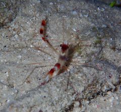 Stenopus hispidus by no rights reserved, uploaded by Jean-Paul Boerekamps. Used under a CC0 license.
