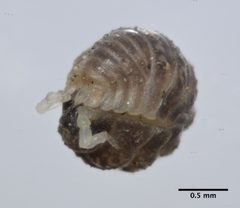Armadilloniscus lindahli by (c) Don Loarie, some rights reserved (CC BY). Used under a CC-BY license.